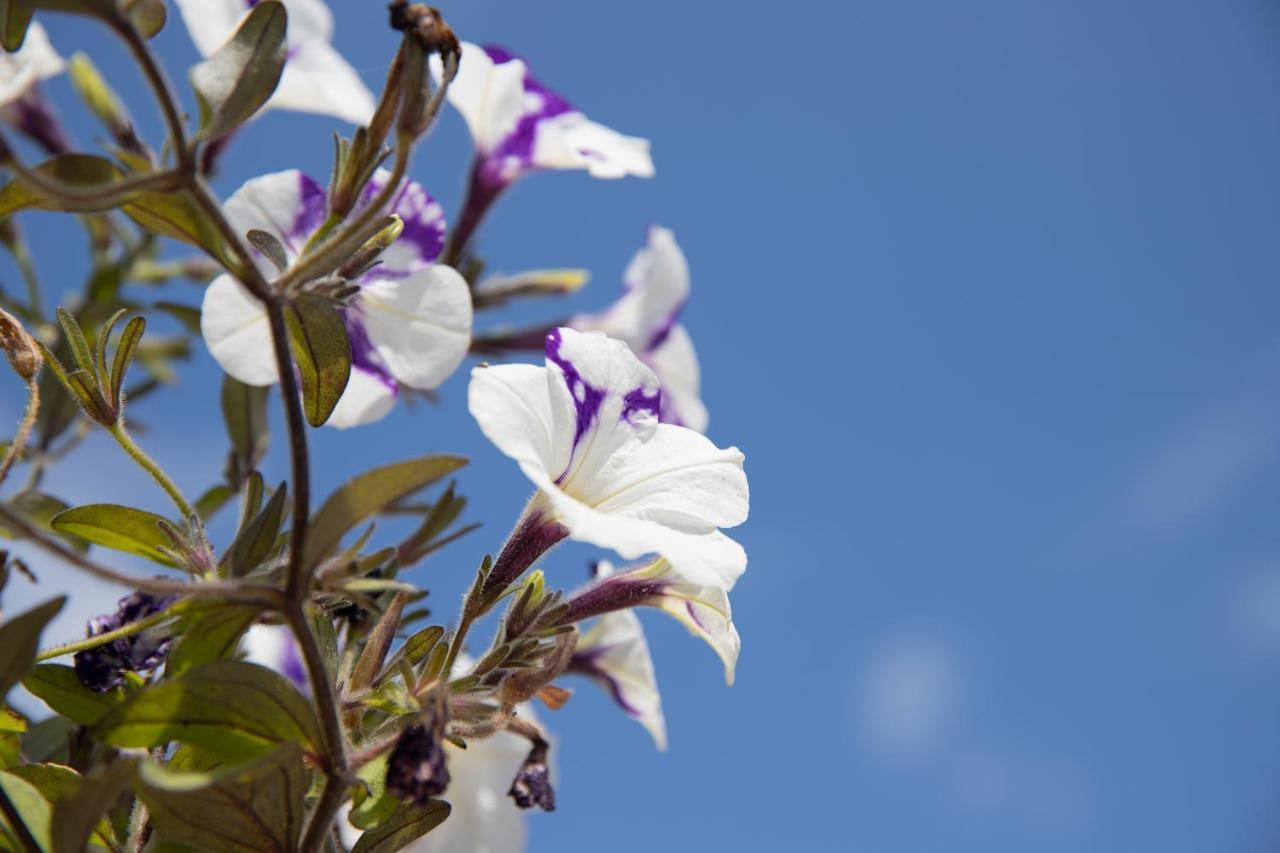 הוילה מרינה די רגוזה La Lantana מראה חיצוני תמונה