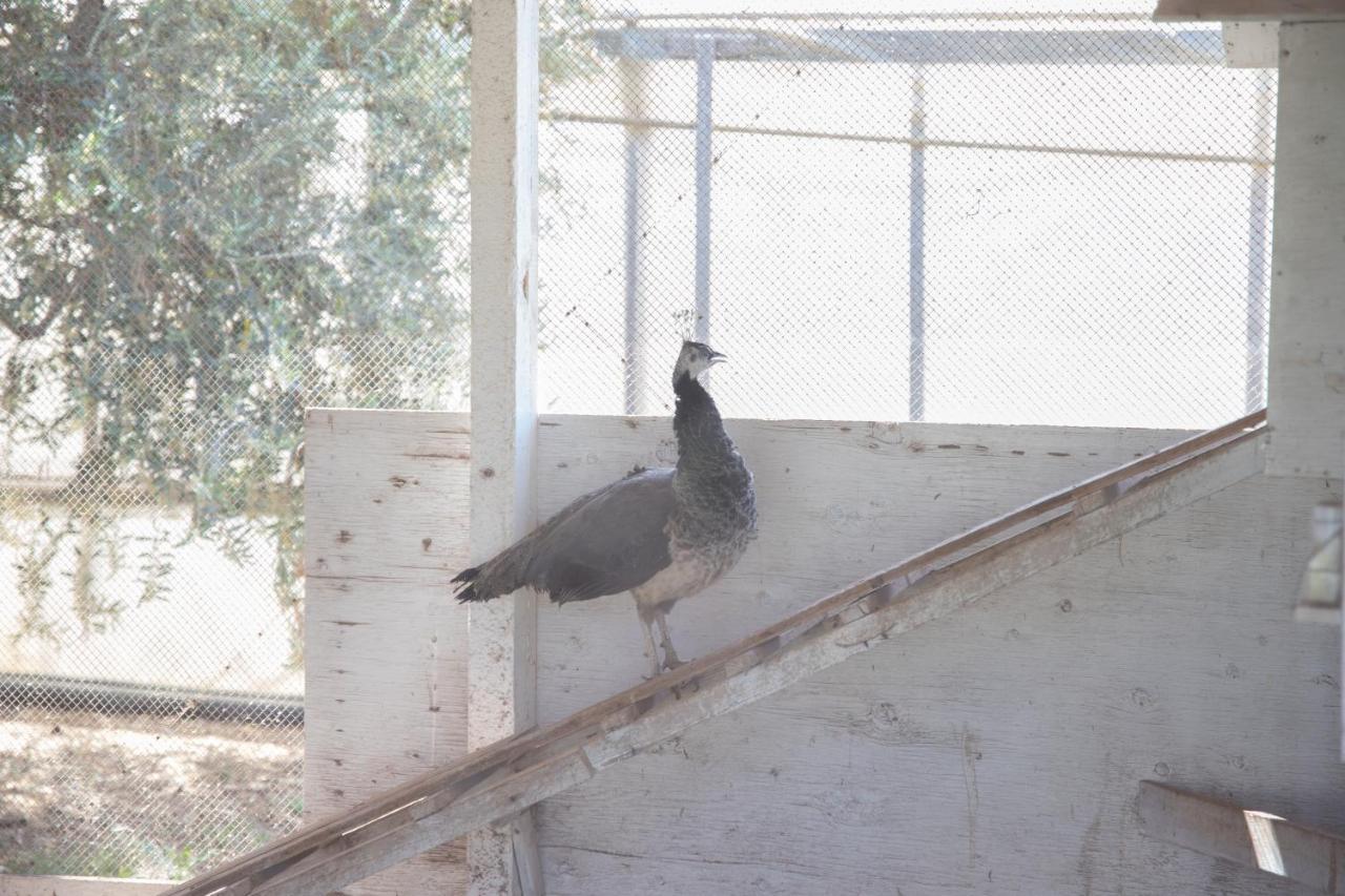הוילה מרינה די רגוזה La Lantana מראה חיצוני תמונה